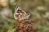 Spialia sertorius